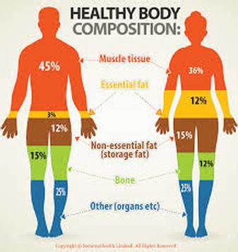 What characterizes healthy body composition? And how does it dance with the rhythm of life?